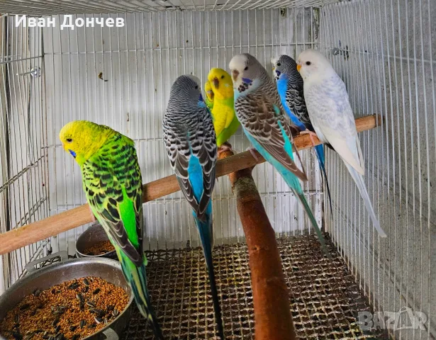 вълнисти папагали неразделки и пойни