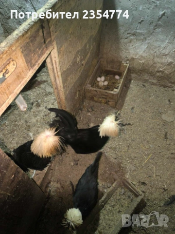 холандска качулата, снимка 3 - Кокошки и пуйки - 54058623