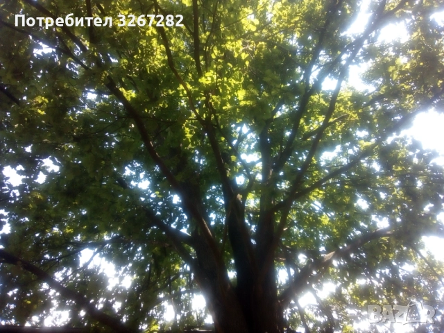 Дъб,Летен,Querca Robur,Разсад, снимка 4 - Разсади - 50499285