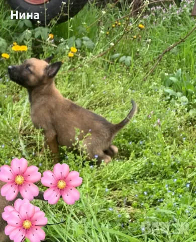 Белгийска овчарка , снимка 5 - Белгийска овчарка - 46723116