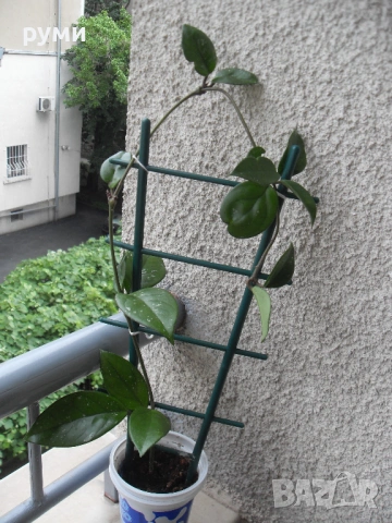 Хоа Карноза ,розова, снимка 3 - Стайни растения - 53919118