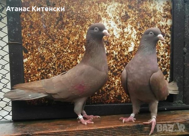 Пазарджишки  високолетачи , снимка 5 - Гълъби - 30874877