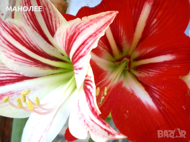 Хипеаструм-2цвята, снимка 2 - Стайни растения - 52180022