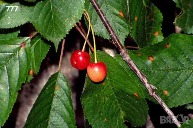 дива череша , див лешник,  дива круша , глог , върба , бреза , див дрян , бряст, снимка 2 - Градински цветя и растения - 48924121