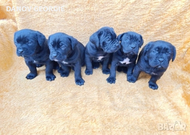 Кане Корсо с Паспорт и 2 Ваксини !, снимка 2 - Акита - 53227011