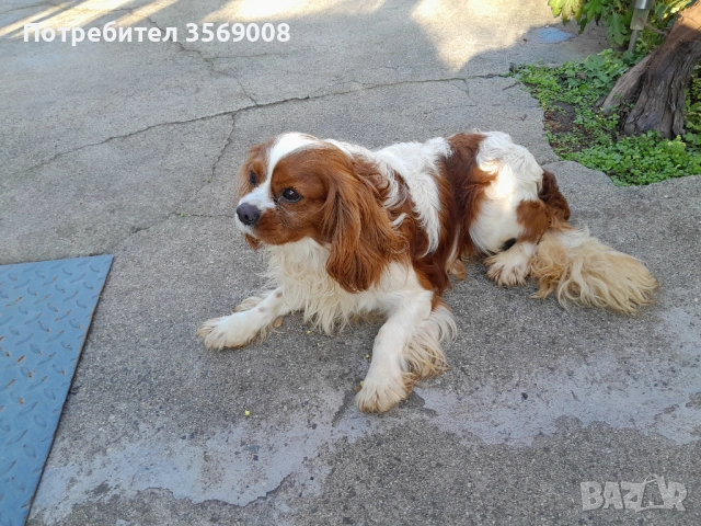 Кавалер кинг чарлз шпаньол, снимка 4 - Кавалер кинг чарлз шпаньол - 53108929