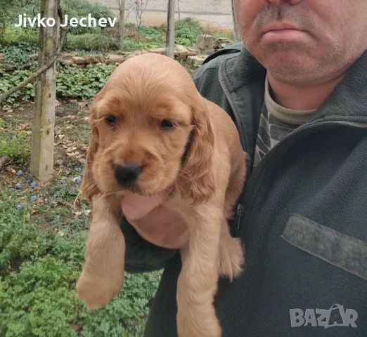 Кокер Шпаньол.. , снимка 2 - Кокер шпаньол - 56542014