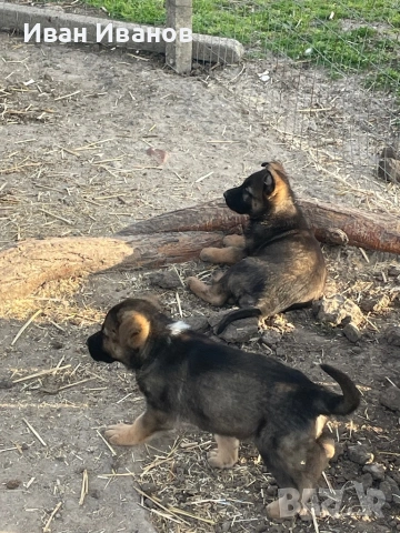 Немска Овчарка Сивак, снимка 5 - Немска овчарка - 54196161
