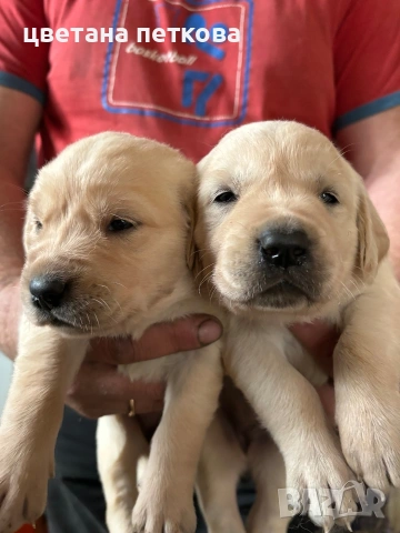 Лабрадор ретривър 