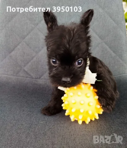 Floodle Frenchie момченце 