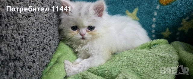 Персийско котенце, снимка 6 - Персийска - 52845721