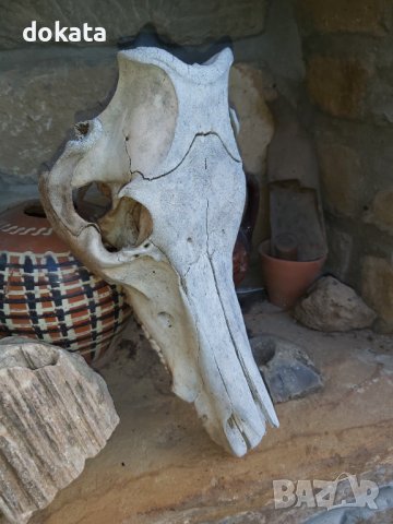 Стар череп от глиган, снимка 2 - Други ценни предмети - 44339783