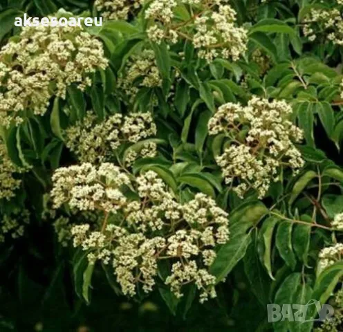 Фиданки от медоносното дърво на пчеларя Еводия Даниели разсад дръвчета за медосбор, снимка 15 - Разсади - 49271875