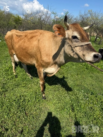 Продавам крава, снимка 2 - Крави - 54325584