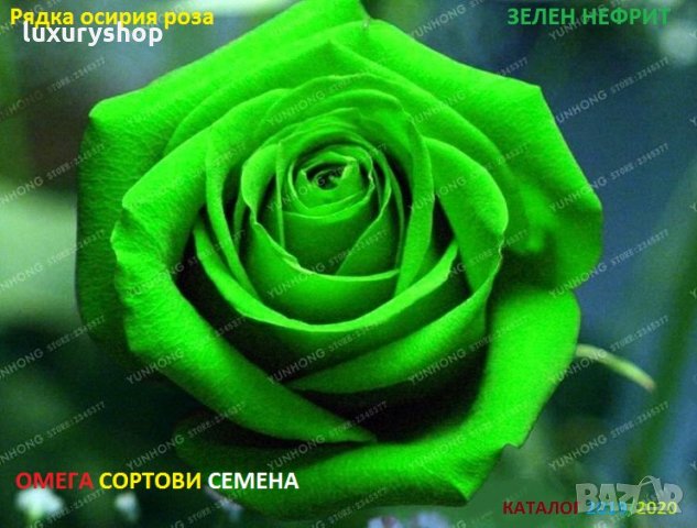 Зелена роза • Онлайн Обяви • Цени — Bazar.bg