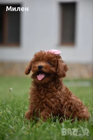 Той пудел Toy poodle, снимка 5 - Пудели - 55006000