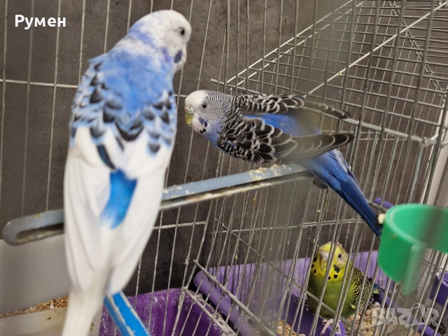 Чифт вълнисти папагали с клетка, снимка 2 - Папагали - 53976712