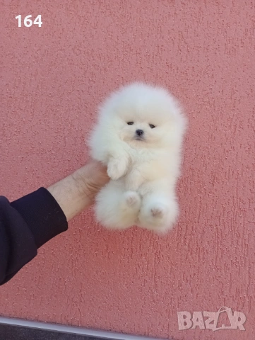 Чисто бели мини Померани. Реални снимки !!!, снимка 15 - Померан - 53883222