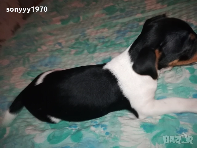 ЖЕНСКО ДЖАКЧЕ НА 90 ДЕНА 2011251700, снимка 7 - Джак ръсел териер - 52482164