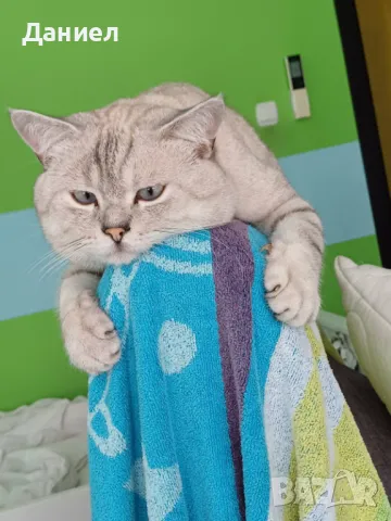 Британец за Разплод