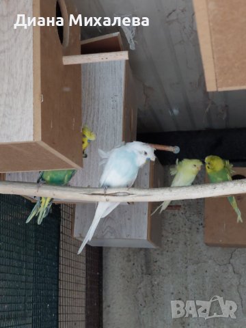 Хеликоптер , снимка 2 - Папагали - 40673377