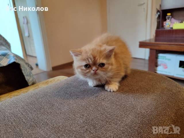 Женски екзотични персийски котки на 4,5 години 2,5 години и на 4 месеца., снимка 10 - Персийска - 51485263