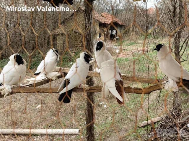 шмалкалденски монахини, снимка 4 - Гълъби - 48561164