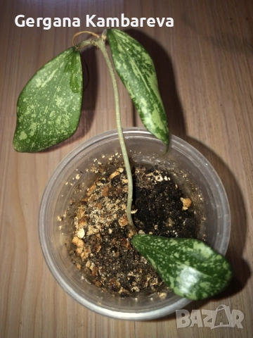 Hoya Rangsan (Indonesian )