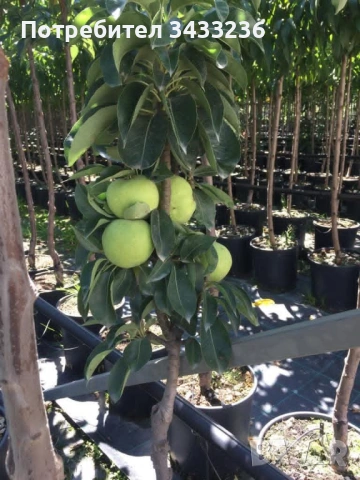 Овощни дръвчета Круша, снимка 7 - Градински цветя и растения - 53960645