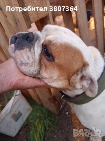 Свободен за разплод мъжки Английски булдог , снимка 5 - Английски булдог - 51313446