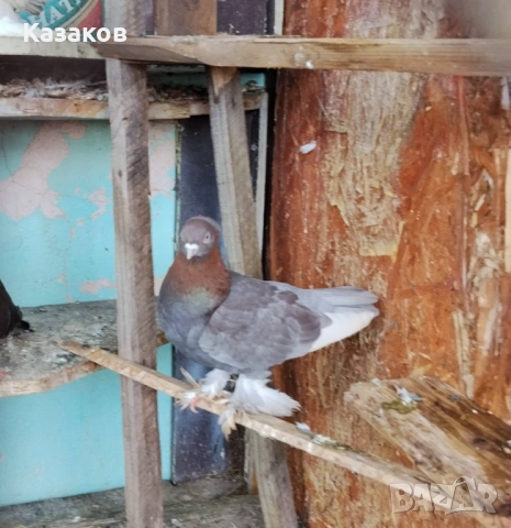 Продавам Узбекски, снимка 5 - Гълъби - 54282063