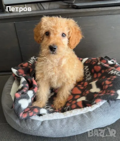 Той Пудел Мъжко Toy Poodle, снимка 8 - Пудели - 48862700