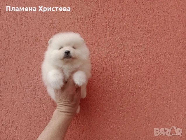 Померани.Реални снимки от 29.03.26 , снимка 2 - Померан - 54019940