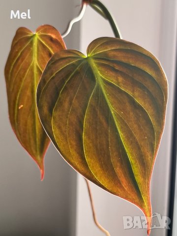 Philodendron micans, снимка 5 - Стайни растения - 39706093