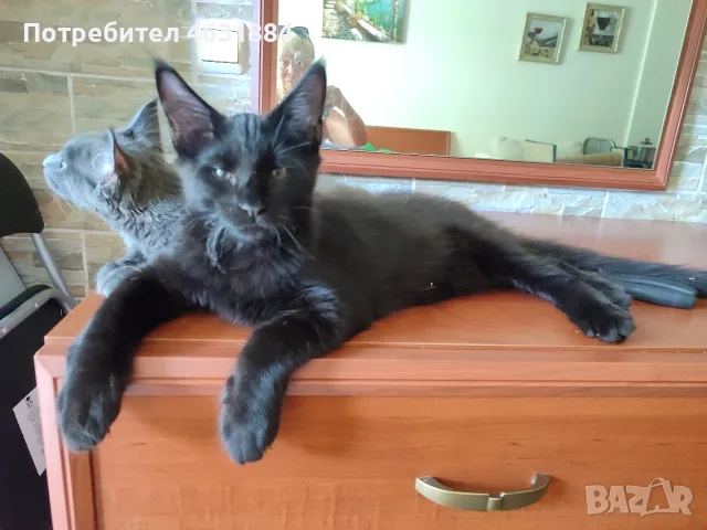 Коте от породата Мейн Кун, снимка 4 - Мейн кун - 56274782