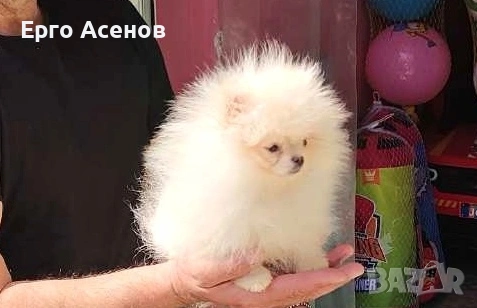 Чистокръвно мини Померанче!, снимка 12 - Померан - 54251251