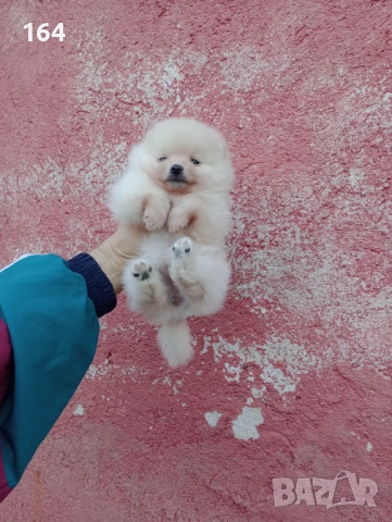 Малък Шпиц - Померан. Снимки от днес