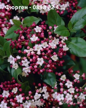 Лаврова Калина (Viburnum Tinus), снимка 3 - Разсади - 49417337