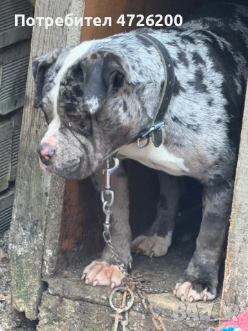 Bully pocket jensko , снимка 3 - Питбул - 53316723