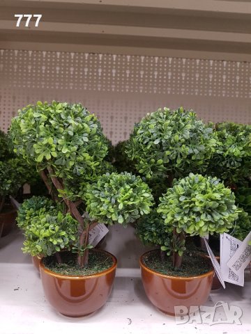 бонзай , снимка 4 - Декорация за дома - 44193181