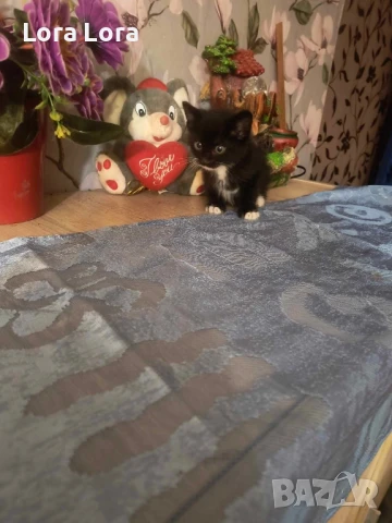 Спешно котенца момченца около 2 месеца , снимка 1