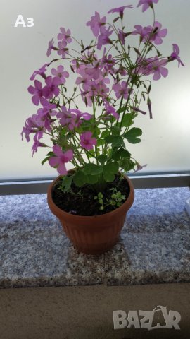 Продавам цветя Детелина Оксалис, розови, във висящи и обикновени саксии, снимка 10 - Стайни растения - 25313229