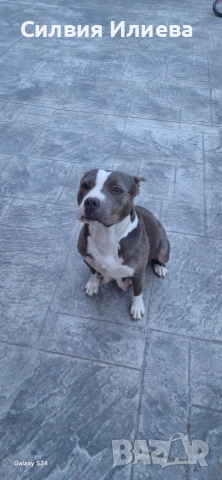 Малки бебета питбули, снимка 11 - Питбул - 53937837