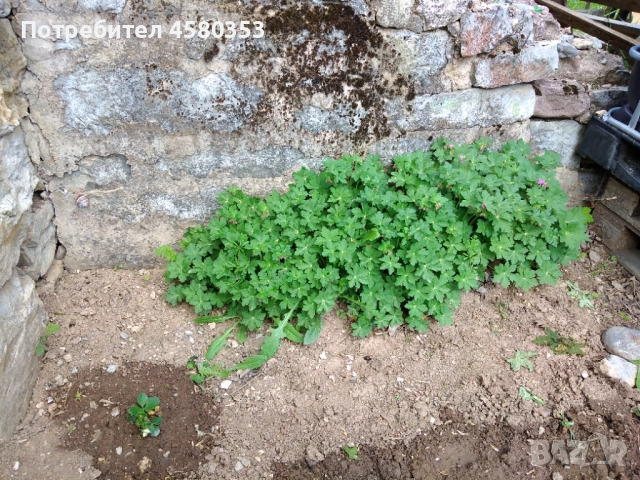 Парцел с ВИЗА, УПИ в регулация с.Комщица, снимка 7 - Парцели - 51545848