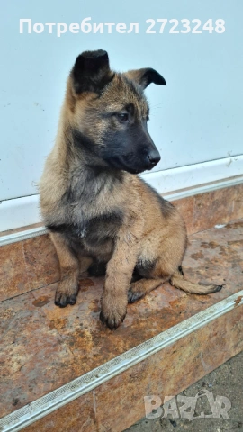 Кученце белгийска овчарка 