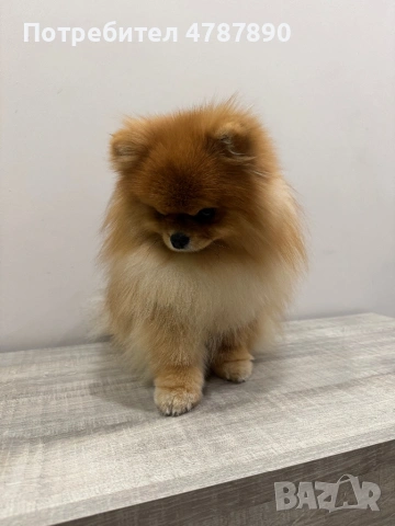 Мъжки померан за разплод! С доказано родословие!, снимка 4 - Померан - 54093959