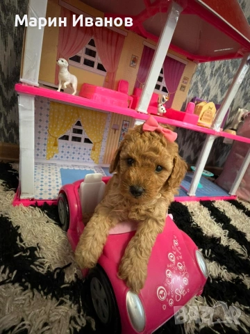 Мини пудел, момиче , снимка 6 - Пудели - 54147858