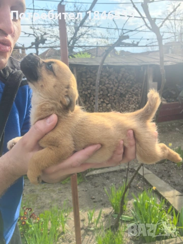 Малки кученца маймунки , снимка 10 - Пекинез - 53931339