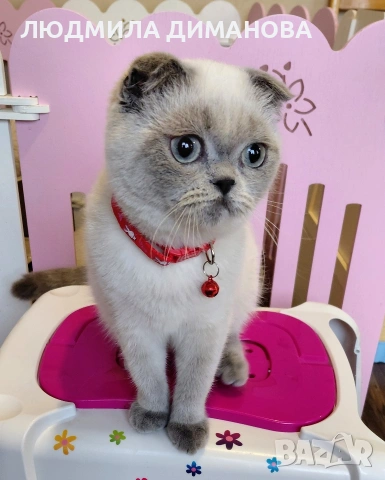 Шотландско момиче със сини очи. , снимка 14 - Британска късокосместа - 53291975