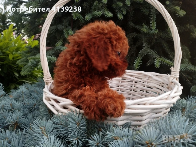 Той пудел , снимка 4 - Пудели - 46324560